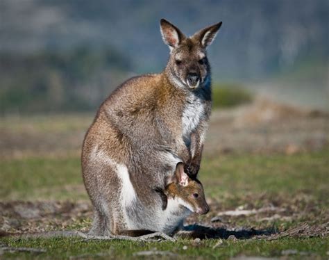 kangaroo pgcps mess reform sasscer  delay