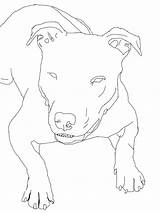 Pitbull Coloring Pages Draw Realistic Mastiff Drawing Step Adults Color American Silhouette Getdrawings Getcolorings Printable Template sketch template