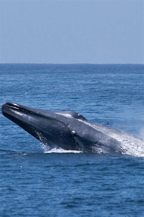 blue whale coccodrillo ee