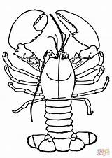 Lobster Coloring Pages Claws Lobsters Drawing Template Cartoon Big Getdrawings Printable 480px 45kb sketch template