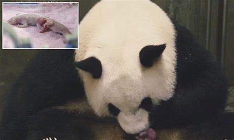 Extraordinary Moment Giant Panda Meng Meng Gives Birth To Twin Cubs At