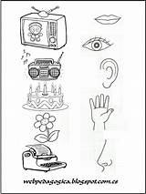 Sentidos Cinco Dibujos Preescolar Sentido Organos Actividades Trabajo Objeto Preescolares Descubrir Guardado sketch template