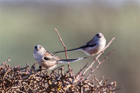 hedge cutting starts as bird nesting season finishes warwickshire
