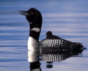call   loon loon preservation committee