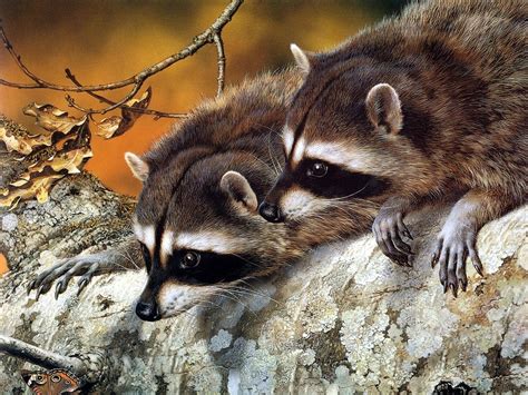 raccoon wallpapers pets cute  docile