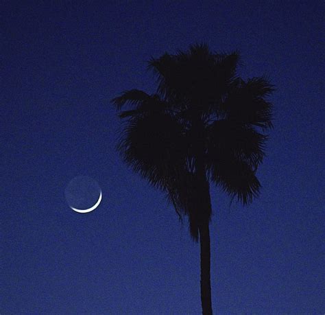 crescent moon  palm tree photograph  chance kafka