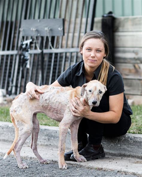 Rspca Nsw Welcomes Push For Tougher Penalties The Echo