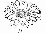 Daisy Gerbera Coloring Printable Pages Categories sketch template