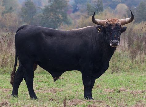 breeding  blog londo   aurochs