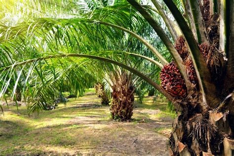 tree islands   prevent biodiversity loss  oil palm plantations