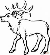 Elk Coloring Pages Printable Bull Young Deer Color Kids Simple Drawing Print Animals Template Loading Library Supercoloring Choose Board Manitoban sketch template