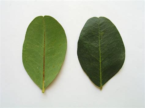 filecarob tree leafjpg wikipedia