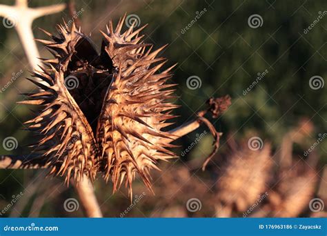 cracked dried spiky seed pod  jimsonweed plant latin  datura stramonium  seeds