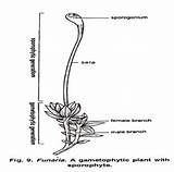 Labelled Liverwort Diagram Gametophyte Male Sporophyte Female Draw sketch template