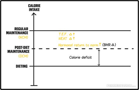 find maintenance calorie intake  full guide