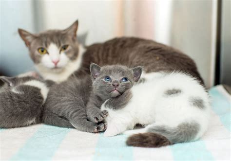 mother cat sitting  kittens