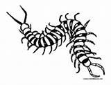 Centipede Coloring Pages Designlooter Results sketch template
