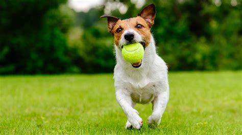 een tennisbal slecht voor je hond  toch niet libelle