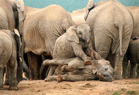 africa elephant wildlife photography  piccaya