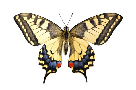 awe inspiring facts about the beautiful swallowtail