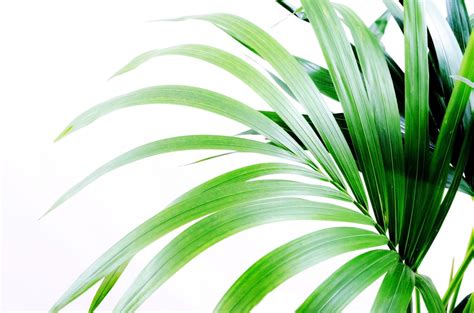 palm leaves  stock photo public domain pictures