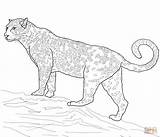 Jaguar Coloring Cat Big Pages Warrior Printable Super Designlooter Drawing Leopard Drawings Click Color 96kb 1200 sketch template