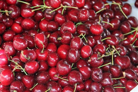 cerises rouges fruits cerise photo gratuite sur pixabay