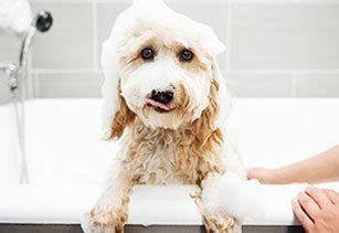dog daycare dog boarding grooming  spa dogtopia