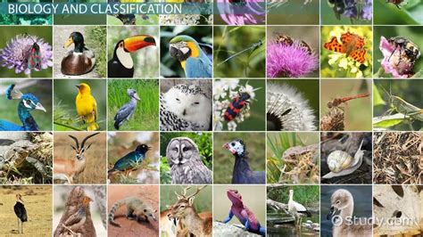 species definition characteristics examples lesson studycom