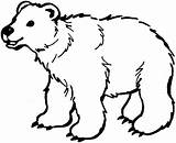 Ursi Desene Colorat sketch template