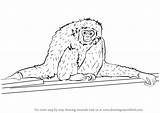 Gibbon Step Drawing Draw Tutorials Primates sketch template