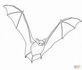 Bat Coloring Brown Big Pages Realistic Drawing Clipart Bats Fruit Tailed Mexican Cute Printable Supercoloring Paper Crafts sketch template