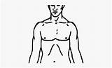 Chest Body Clipart Clipground Blank sketch template