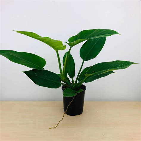 philodendron imperial green air purifying plant greenhouse