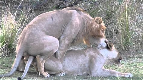 lion sex mating and orgasm just like humans youtube