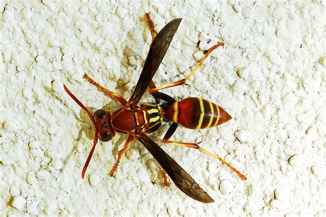 inaturalistorg common paper wasp observed  finatic