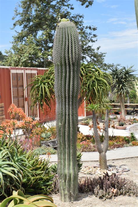 carnegiea gigantea saguaro cactus rice canyon demonstration gardens