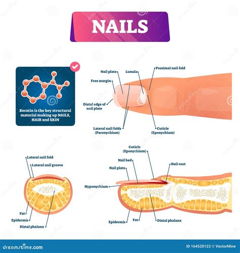 nail anatomy structure diagram vector illustration stock vector illustration  biology girl