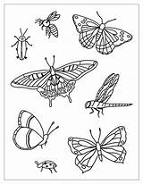 Insetos Insects Desenhos Bees Scholarschoice sketch template