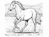 Wild Coloring Horse Pages Printable Getcolorings sketch template