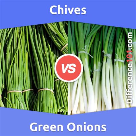 chives  green onions key differences pros cons similarities difference