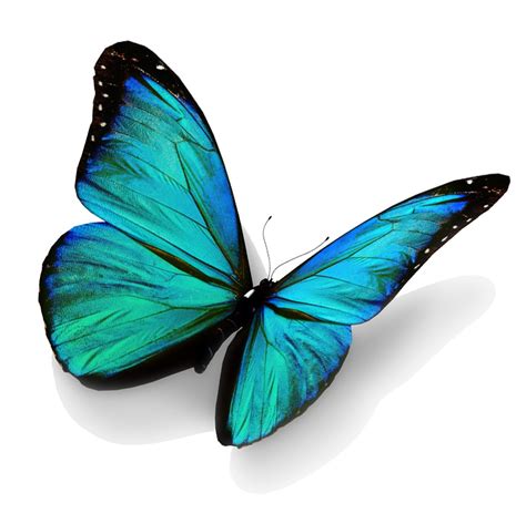 realistic butterfly clipart   cliparts  images