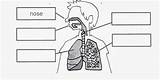 Respiratory Worksheet Worksheets Trachea Integumentary Alina sketch template