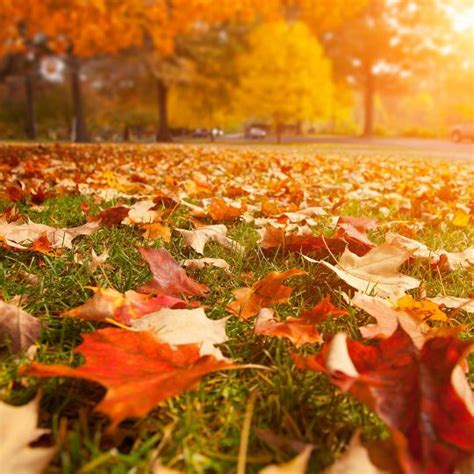 autumn leafs tree  fall leaves pictures hq   images