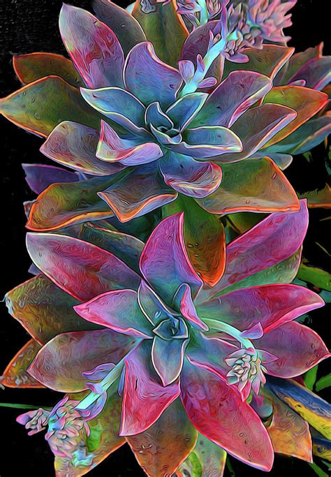 colorful cactus photograph  dean crawford jr