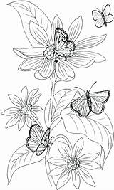 Coloring Pages Wildflower Flower Adults Wild Butterflies Wildflowers Getdrawings Printable Color Getcolorings Drawing Butterfly Colorings sketch template