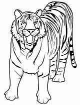 Tiger Coloring Pages Tigers Cougar Printable Bengal Outline Lion Drawing Realistic Face Lsu Kids Color Print Lions Colo Paw Detroit sketch template