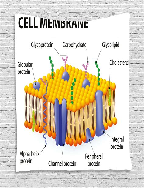 educational tapestry detailed diagram  membrane cell structure types  protein molecules