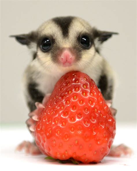 tiny sugar glider cubs smaller   palm   hand