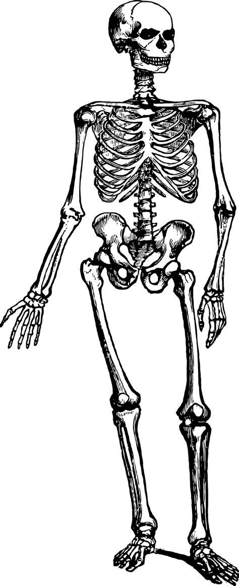 human skeleton  stock photo public domain pictures